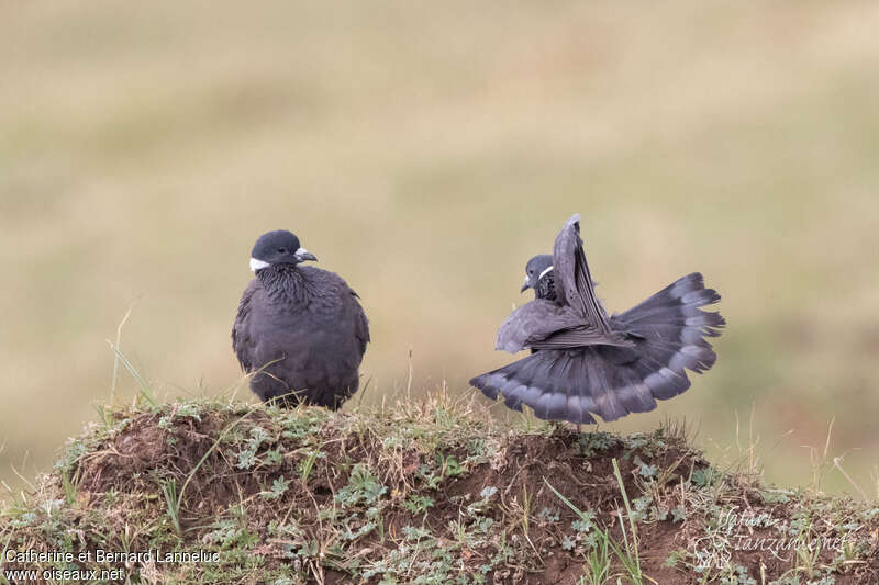 White-collared Pigeonadult, courting display