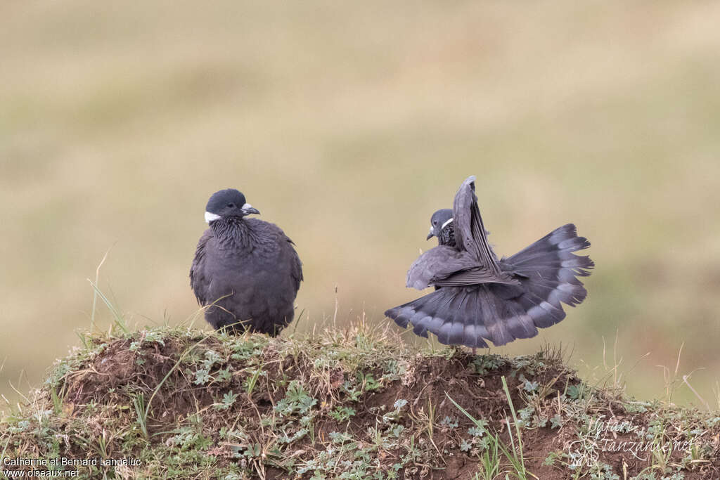 Pigeon à collier blancadulte, parade