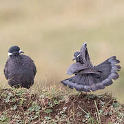 White-collared Pigeon