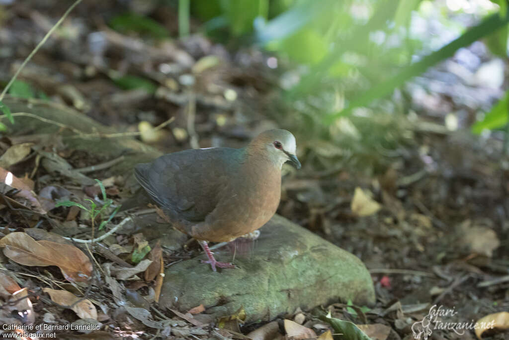 Pigeon à masque blanc femelle adulte, identification