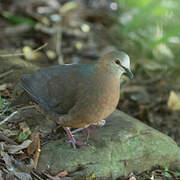 Lemon Dove