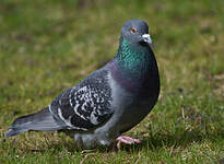 Pigeon biset