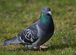 Rock Dove