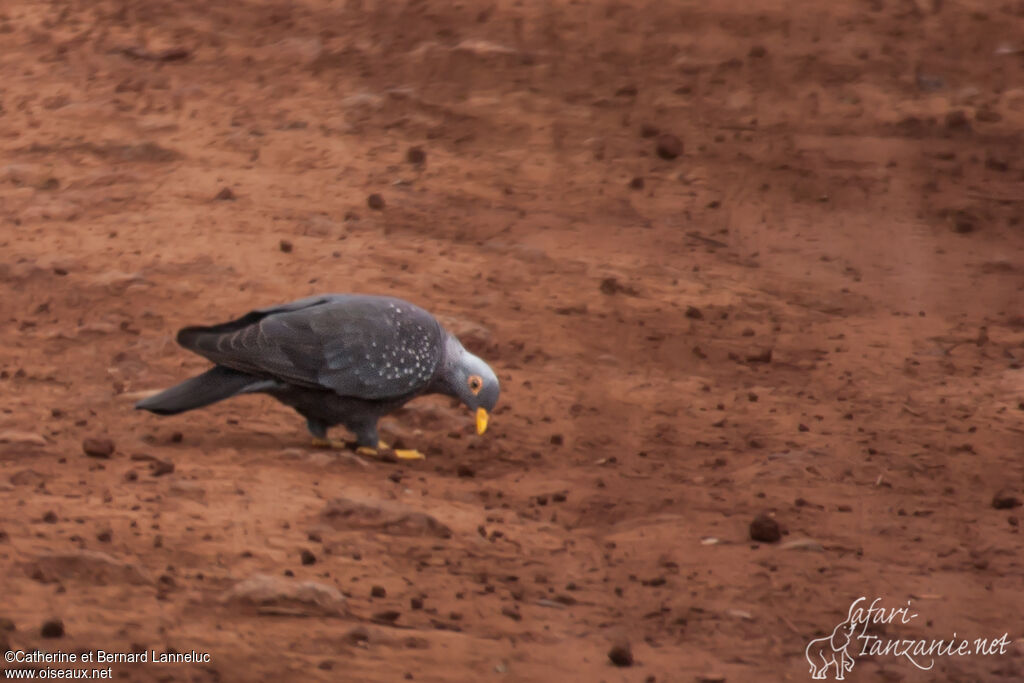 African Olive Pigeonadult