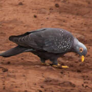 African Olive Pigeon