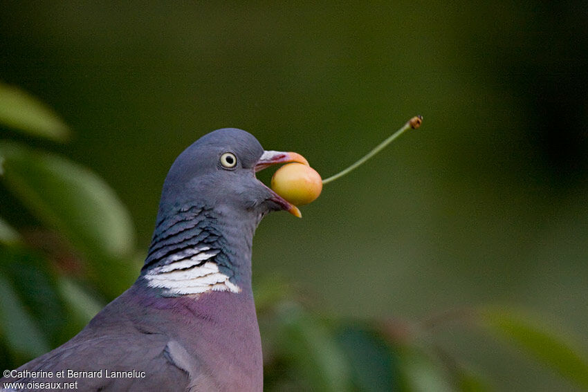 Common Wood Pigeon, feeding habits