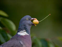 Common Wood Pigeon