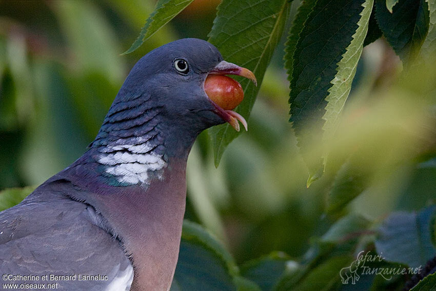 Pigeon ramier, régime