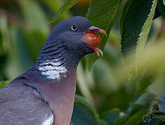 Common Wood Pigeon