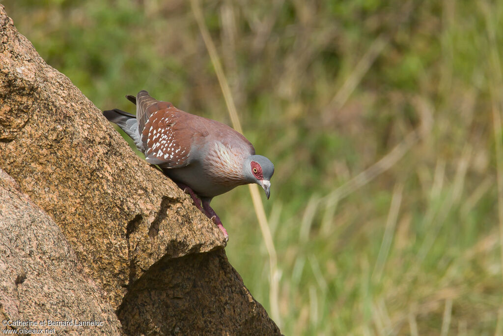 Pigeon roussardadulte, habitat