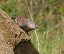 Pigeon roussard