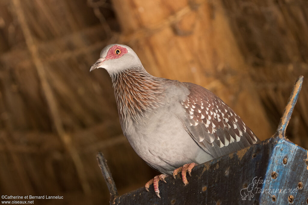 Pigeon roussardadulte