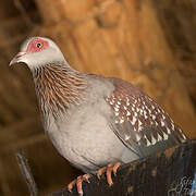 Speckled Pigeon