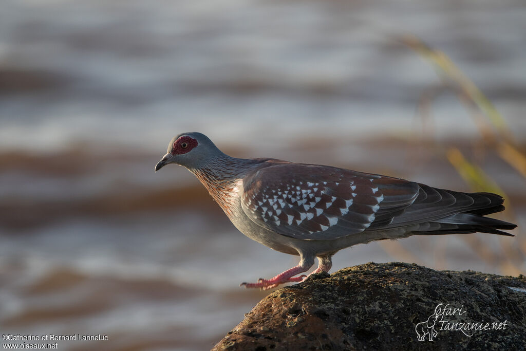 Pigeon roussardadulte, identification