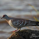 Pigeon roussard