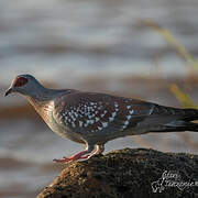 Speckled Pigeon