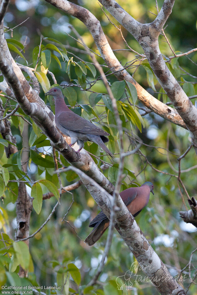 Pigeon rousset