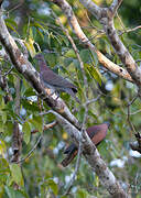 Pigeon rousset