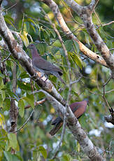 Pigeon rousset