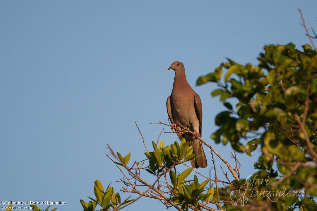 Pigeon roussetadulte