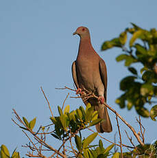 Pigeon rousset