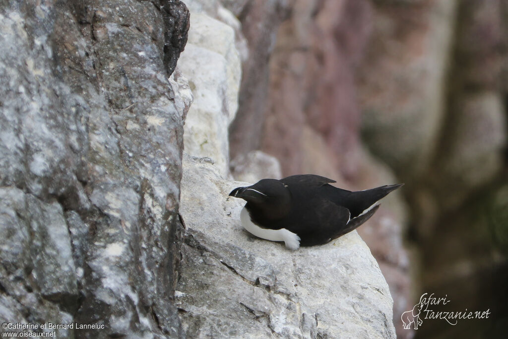 Razorbilladult, habitat