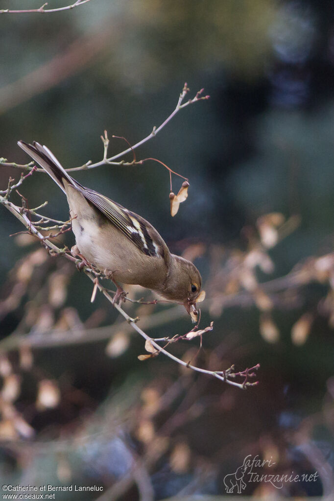 Eurasian Chaffinch female, feeding habits