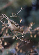 Common Chaffinch