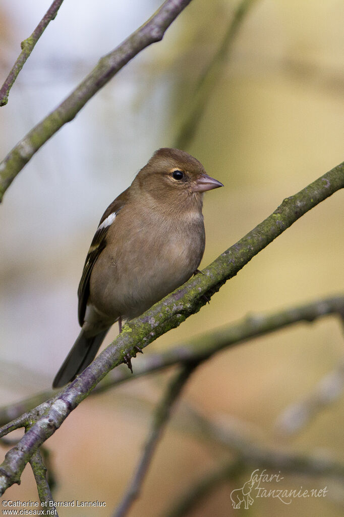 Eurasian Chaffinch female adult