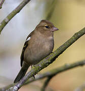 Eurasian Chaffinch