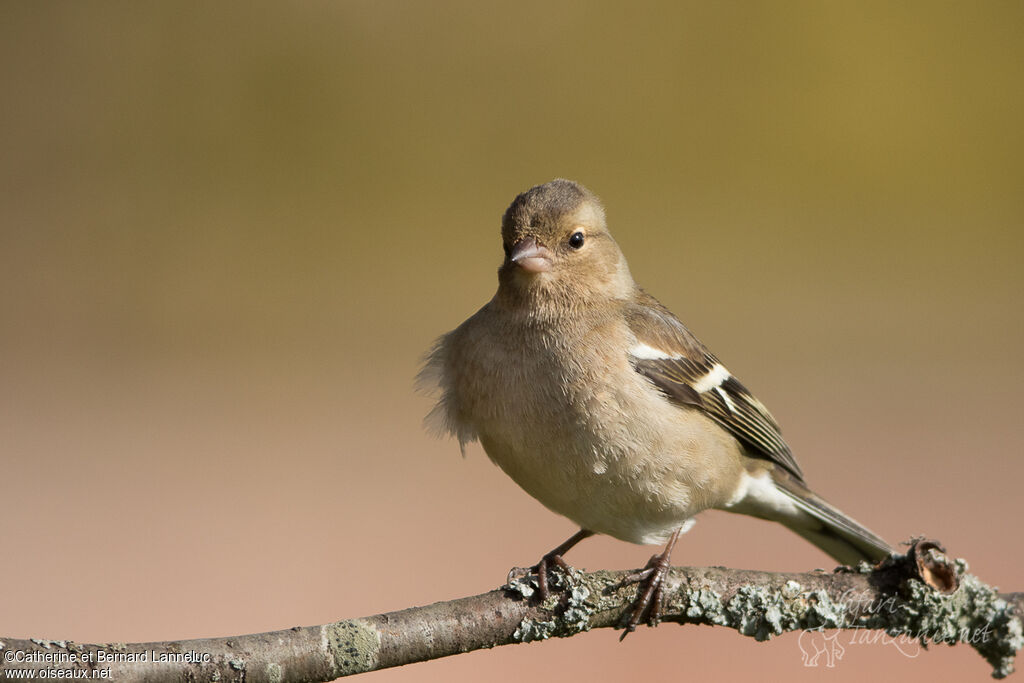 Eurasian Chaffinch female adult