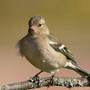 Eurasian Chaffinch