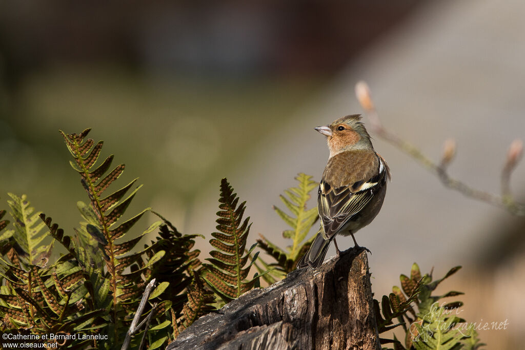 Eurasian Chaffinch male adult