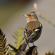 Pinson des arbres