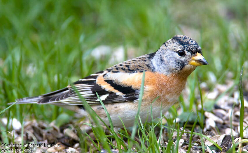 Brambling male