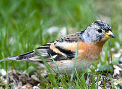 Brambling