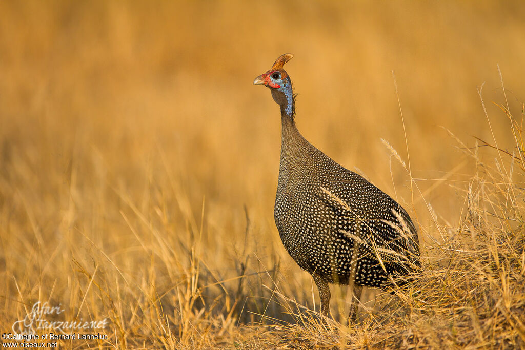 Helmeted Guineafowladult, identification