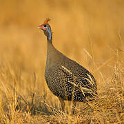 Helmeted Guineafowl