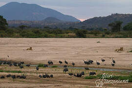 Helmeted Guineafowl