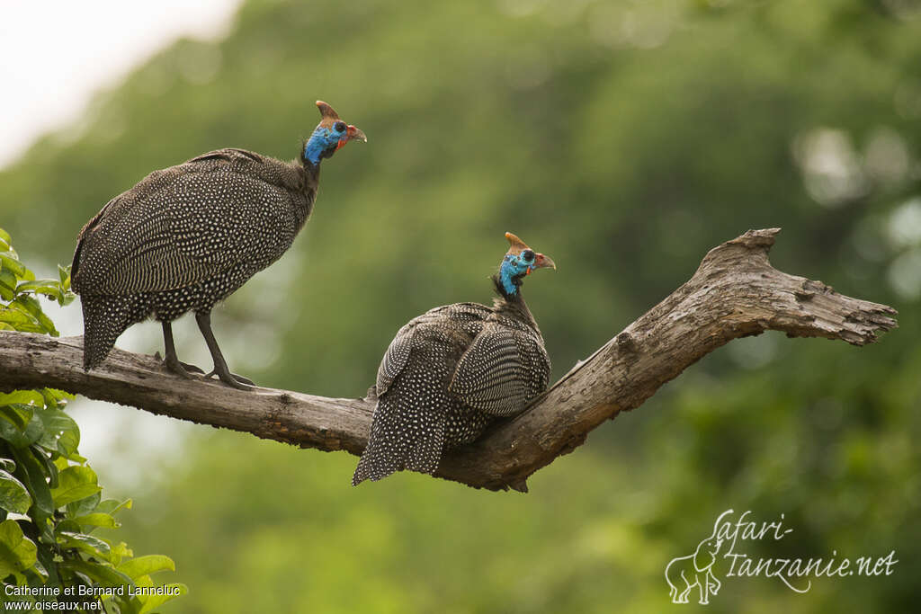 Helmeted Guineafowladult, Behaviour