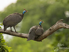 Helmeted Guineafowl