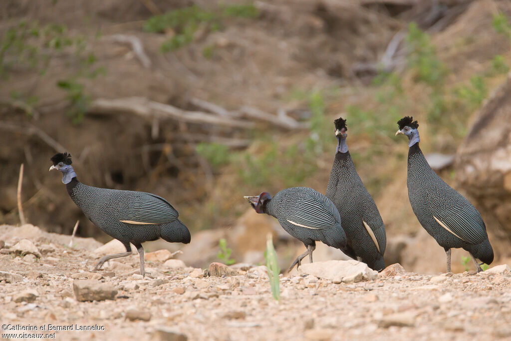 Pintade de Pucheranadulte, habitat