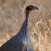 Vulturine Guineafowl