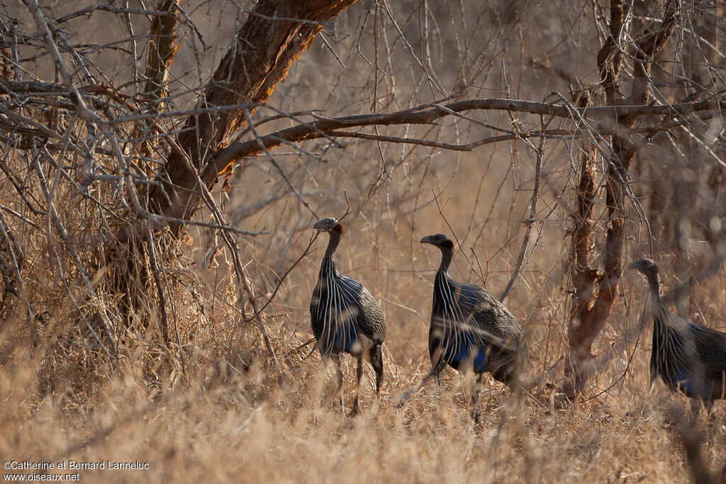 Pintade vulturine, habitat