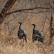 Vulturine Guineafowl