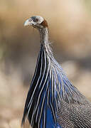 Vulturine Guineafowl