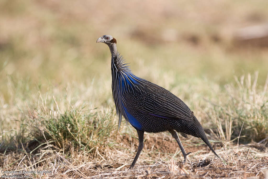 Vulturine Guineafowladult, identification