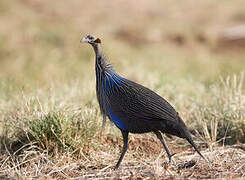 Vulturine Guineafowl