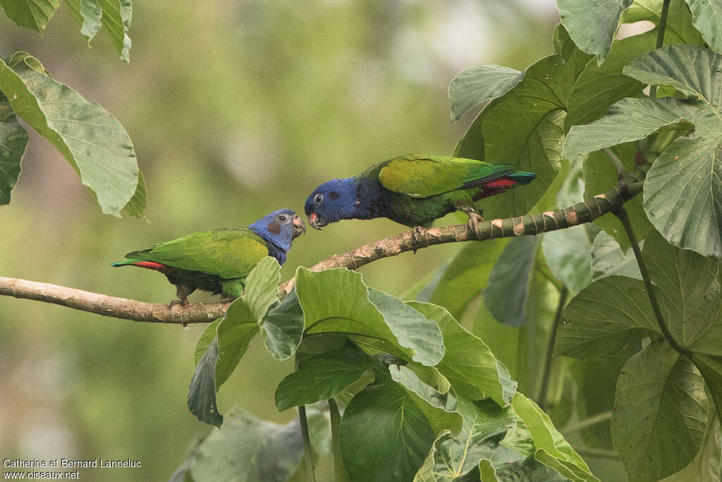 Blue-headed Parrotadult, pigmentation, Behaviour