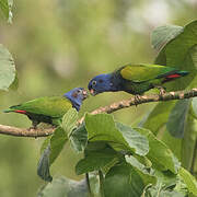 Blue-headed Parrot